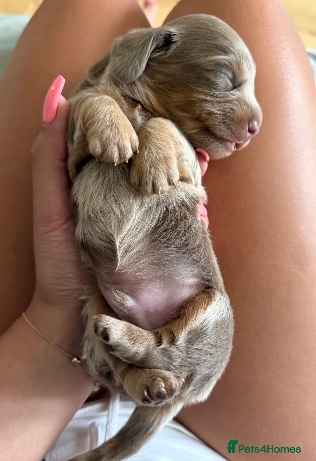 Miniature Dachshund dogs for sale: Isabella-choco long&short hair miniature dachshund - Image 9