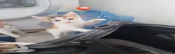 Mixed Breed cats for sale: Handsome Ginger Boy & Adorable Calico Girl - Advert 14