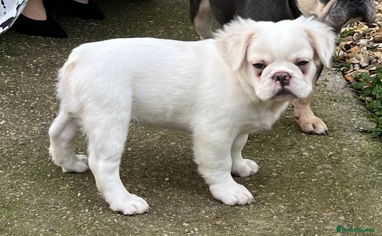 French Bulldog dogs - Advert 3