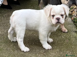 French Bulldog dogs - Advert 3