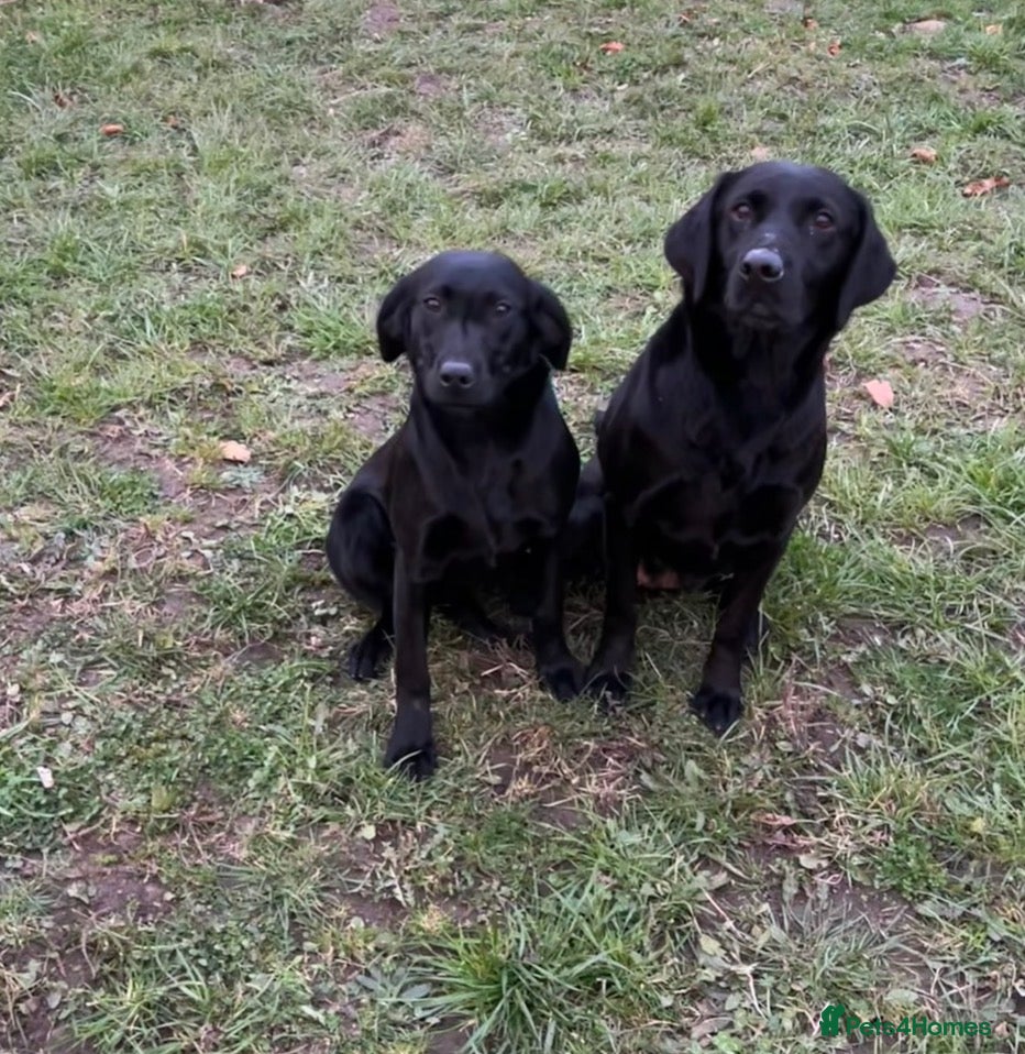 Labrador Retriever dogs 7month part trained lab dog - Advert 4