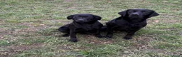 Labrador Retriever dogs for sale: 7month part trained lab dog - Advert 1