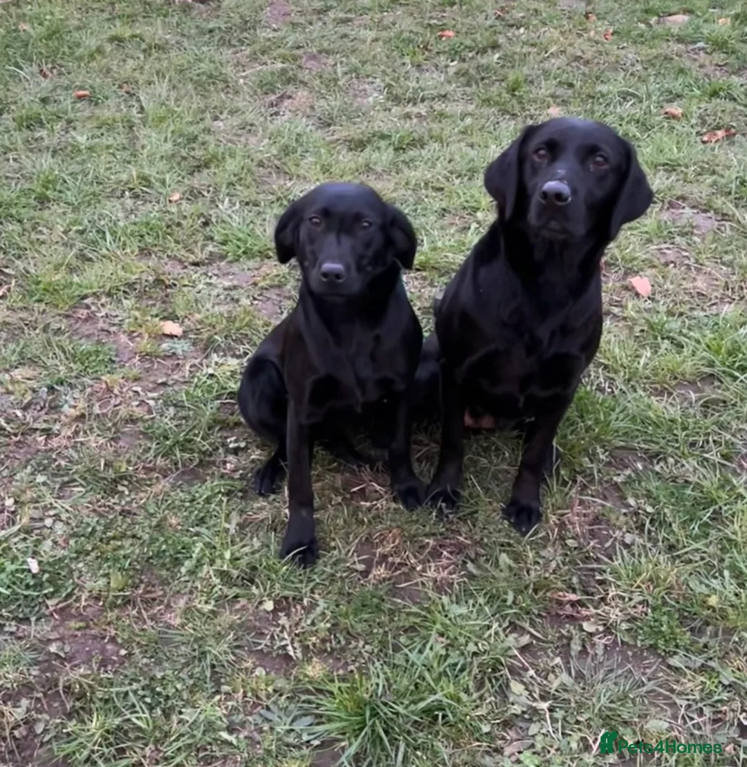 Labrador Retriever dogs for sale: 7month part trained lab dog - Advert 1