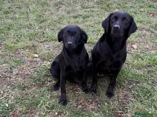 Labrador Retriever dogs 7month part trained lab dog - Advert 2