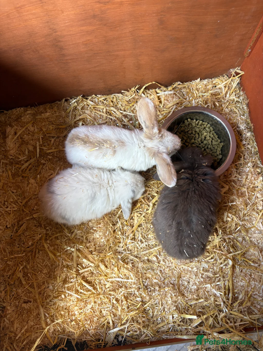 Mini Lop rabbits for sale: Mini lop bunnies in Stowmarket - Advert 6