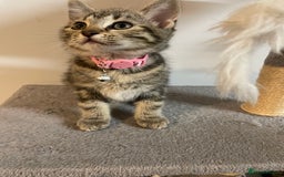 Mixed Breed cats for sale: Mix breed beautiful kittens - Image 13