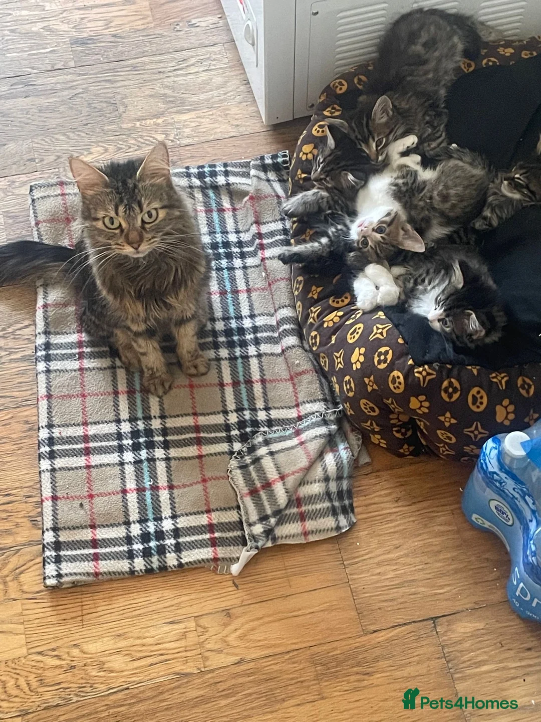 Mixed Breed cats for sale: 5 gorgeous kittens for sale  - Advert 8