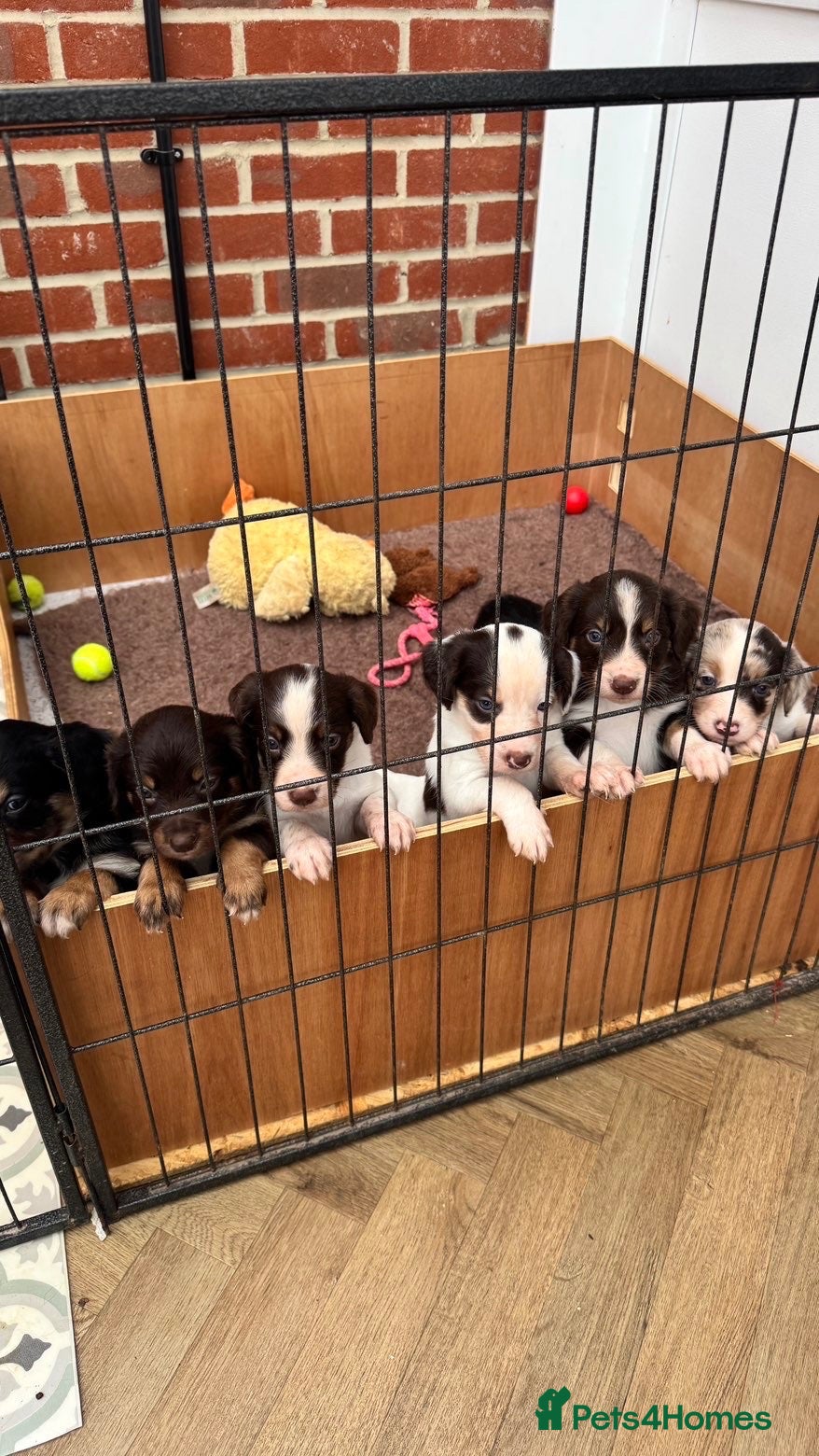 Mixed Breed dogs Cocker cross Collie puppies - Advert 11