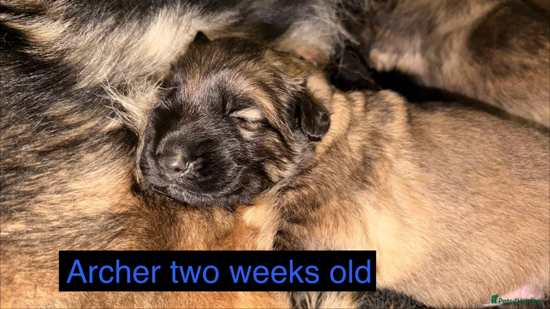 German Shepherd dogs for sale: 🐶🐶German Shepherd Puppies🐶🐶 - Advert 14