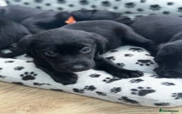 Labrador Retriever dogs for sale: ONLY 2 FEMALES LEFT ready to go  - Image 4