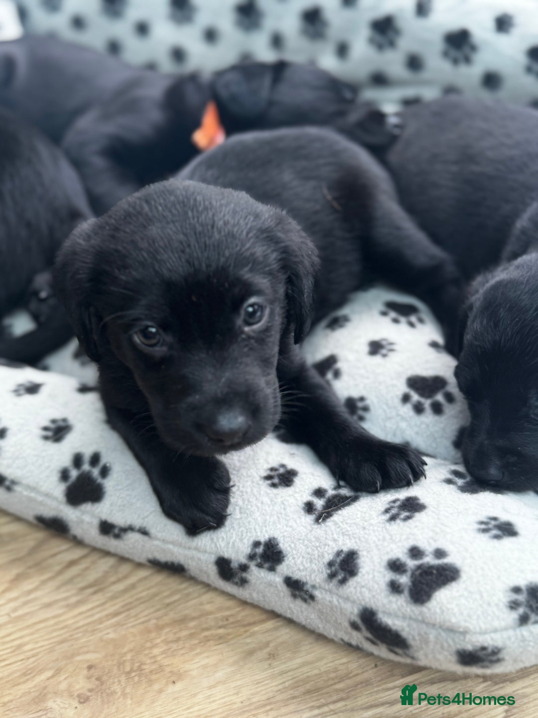 Labrador Retriever dogs for sale: ONLY 2 FEMALES LEFT ready to go  - Image 4