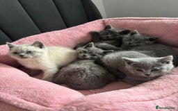 British Shorthair cats for sale: British shorthair kittens - Image 1