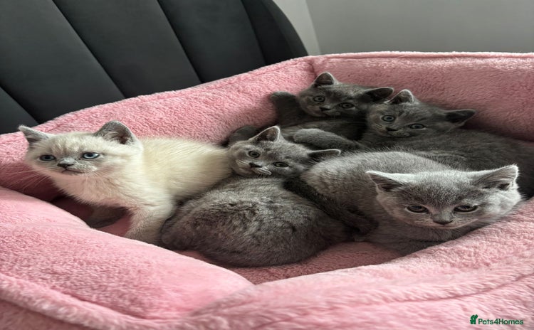 British Shorthair cats - Advert 2