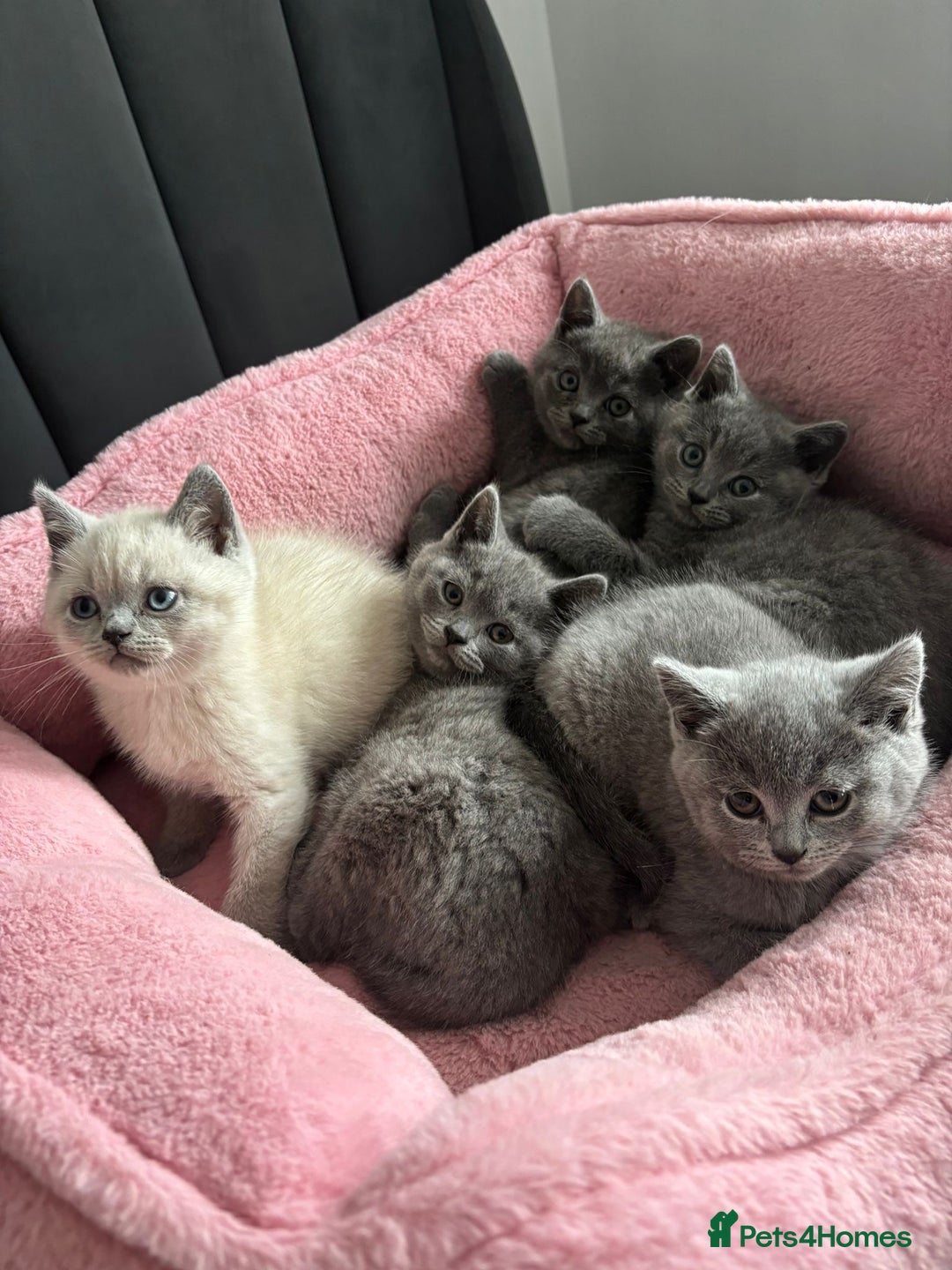 British Shorthair cats for sale: British shorthair kittens - Image 1