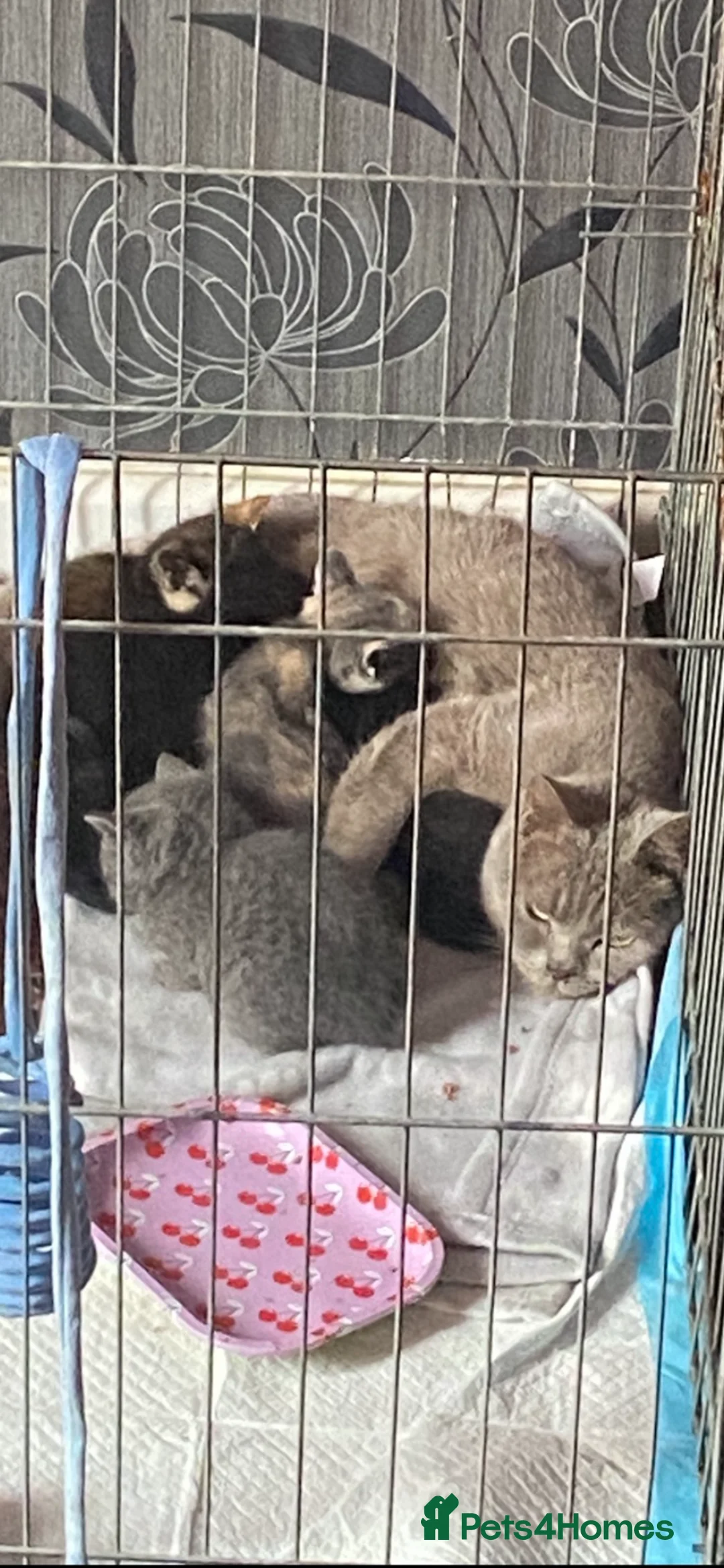 Mixed Breed cats for sale: Stunning BSH kittens ready now  - Advert 12