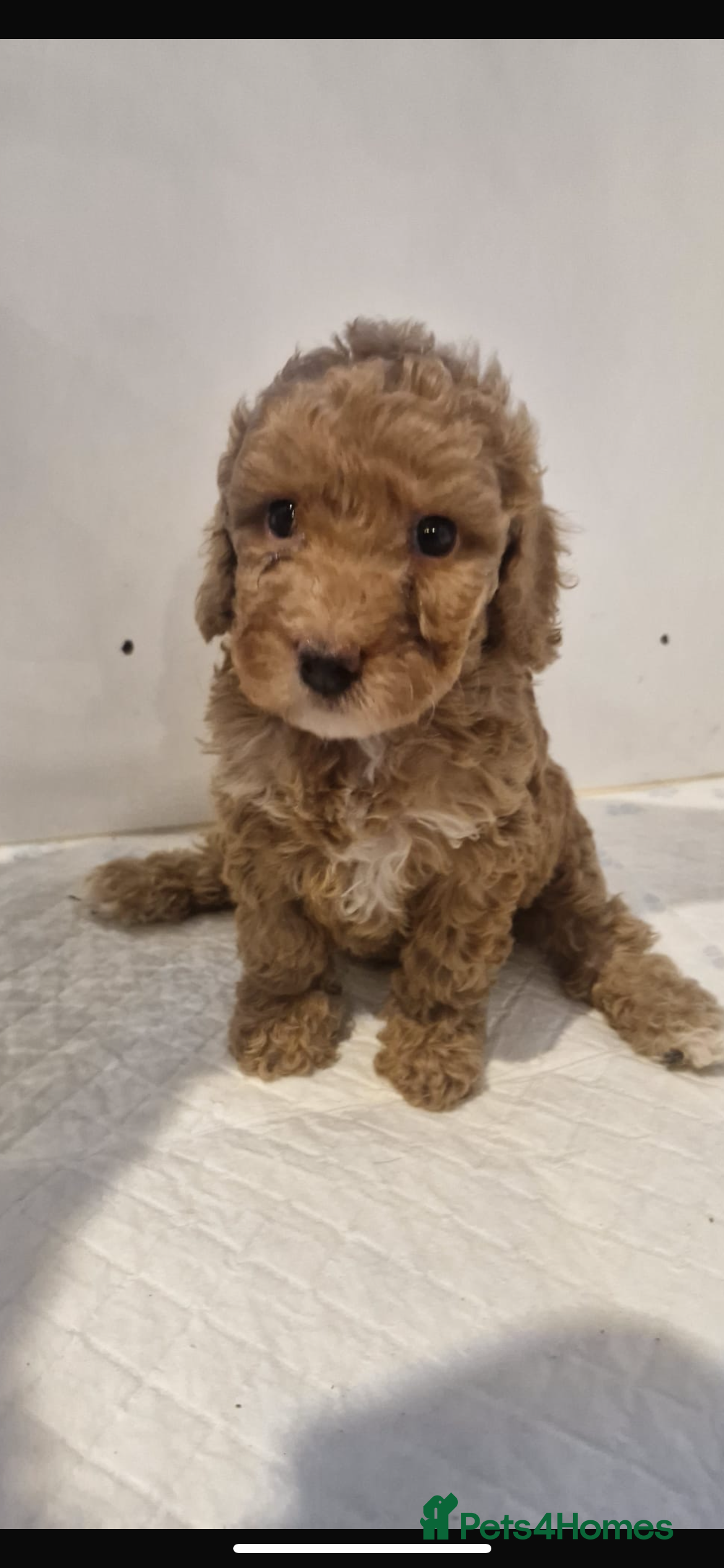 Cockapoo dogs for sale: Stunning cockapoo puppies  - Advert 1