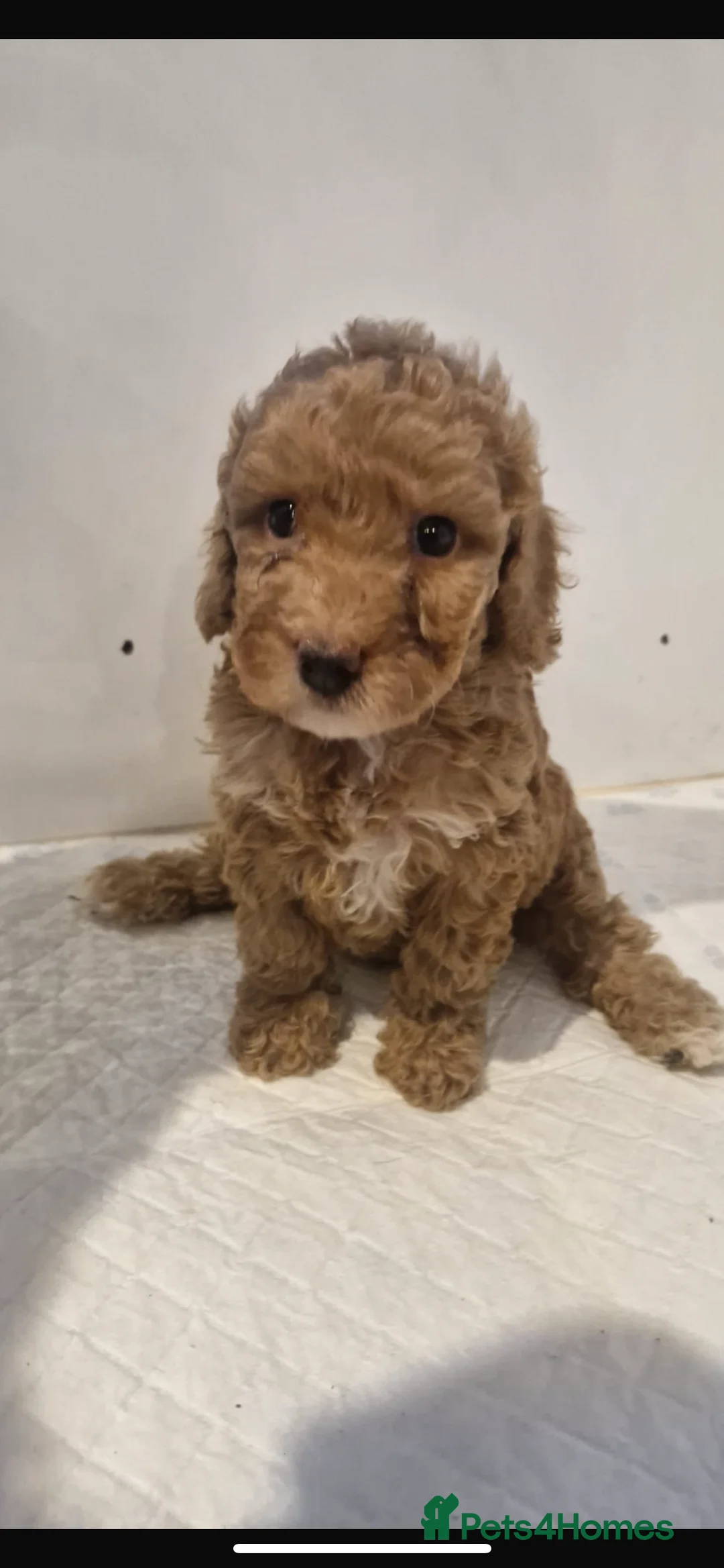Cockapoo dogs for sale: Stunning cockapoo puppies  - Advert 1