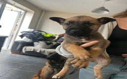 Belgian Shepherd Dog dogs for sale: Belgian Malis for sale  - Image 3