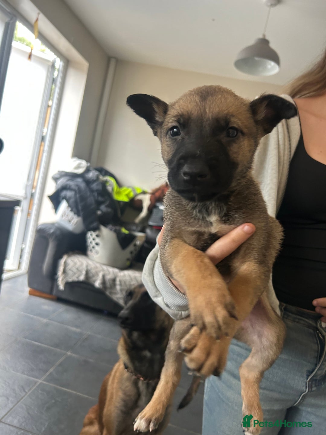 Belgian Shepherd Dog dogs for sale: Belgian Malis for sale  - Image 3