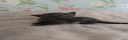 Bombay cats for sale: 2 Bombay mixed kittens - Advert 14