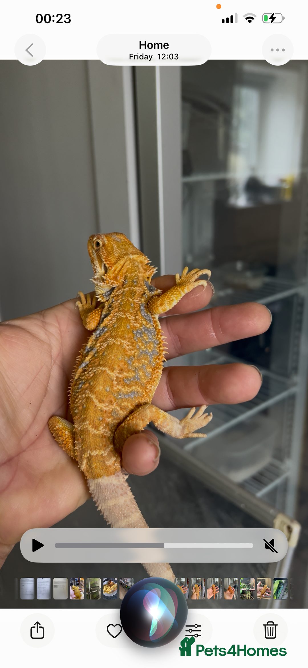 Bearded Dragon reptiles for sale: Hi end bearded dragons - Advert 4