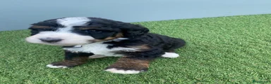Bernedoodle 10