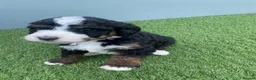 Bernedoodle dogs for sale: Beautiful Tri colour bernedoodle puppies  - Advert 30