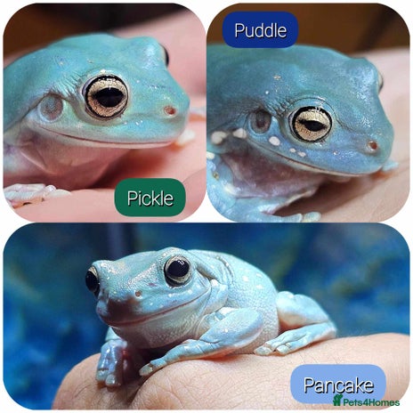 Frog reptiles in Tiverton - Advert 1