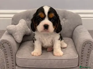 Cavalier King Charles Spaniel dogs Beautiful health tested cavalier King Charles - Advert 14
