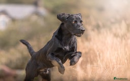 Labrador Retriever dogs for stud: STUD KC registered Labrador Retriever  in Blaenau Ffestiniog - Image 2