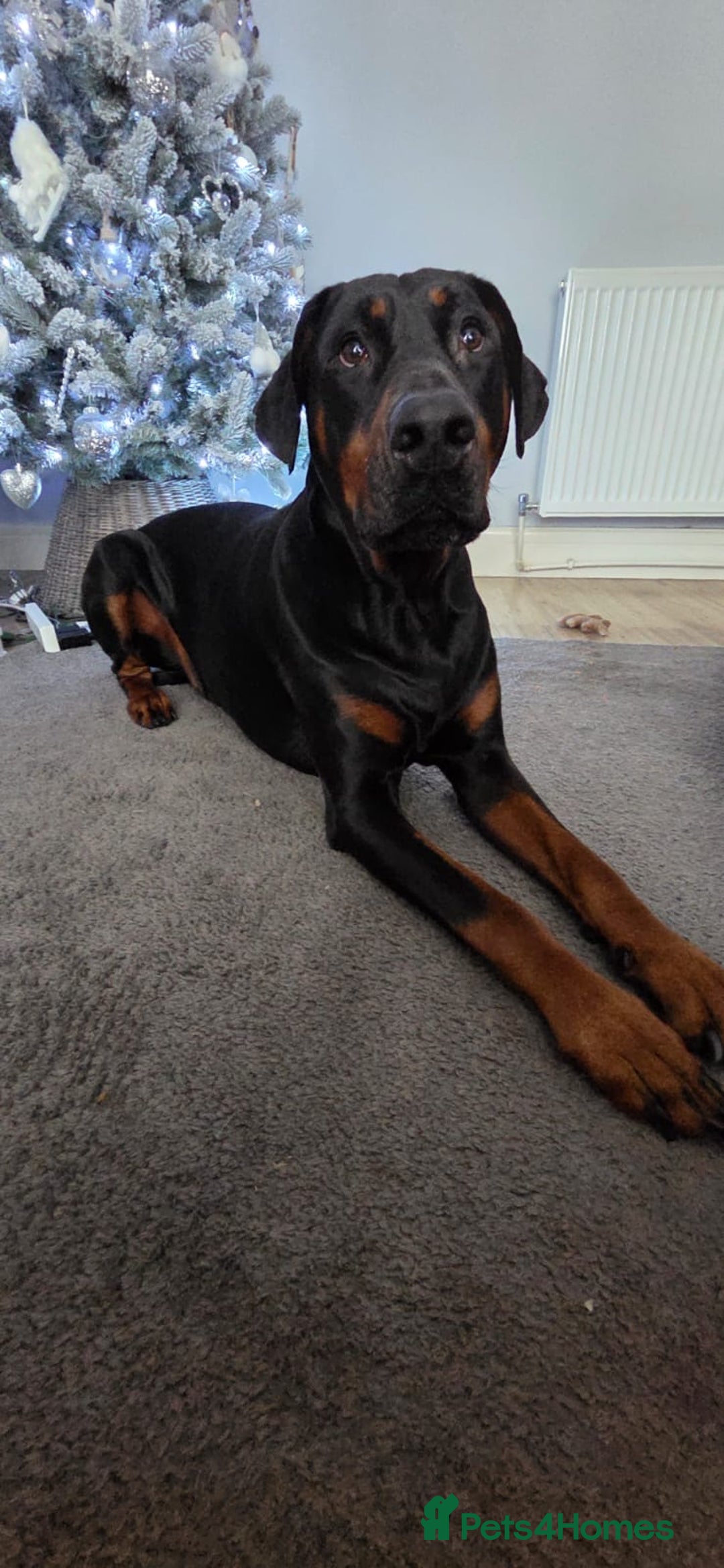 Dobermann dogs for sale: Litter of 9 beautiful Doberman puppies - Advert 2