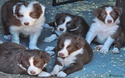 Border Collie dogs for sale: Red/White border collie puppies - Image 5