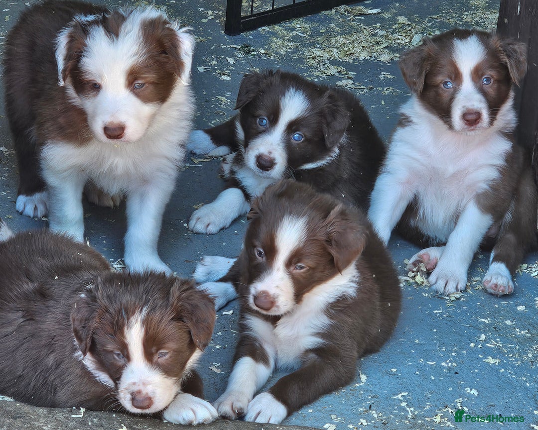 Border Collie dogs for sale: Red/White border collie puppies - Image 5