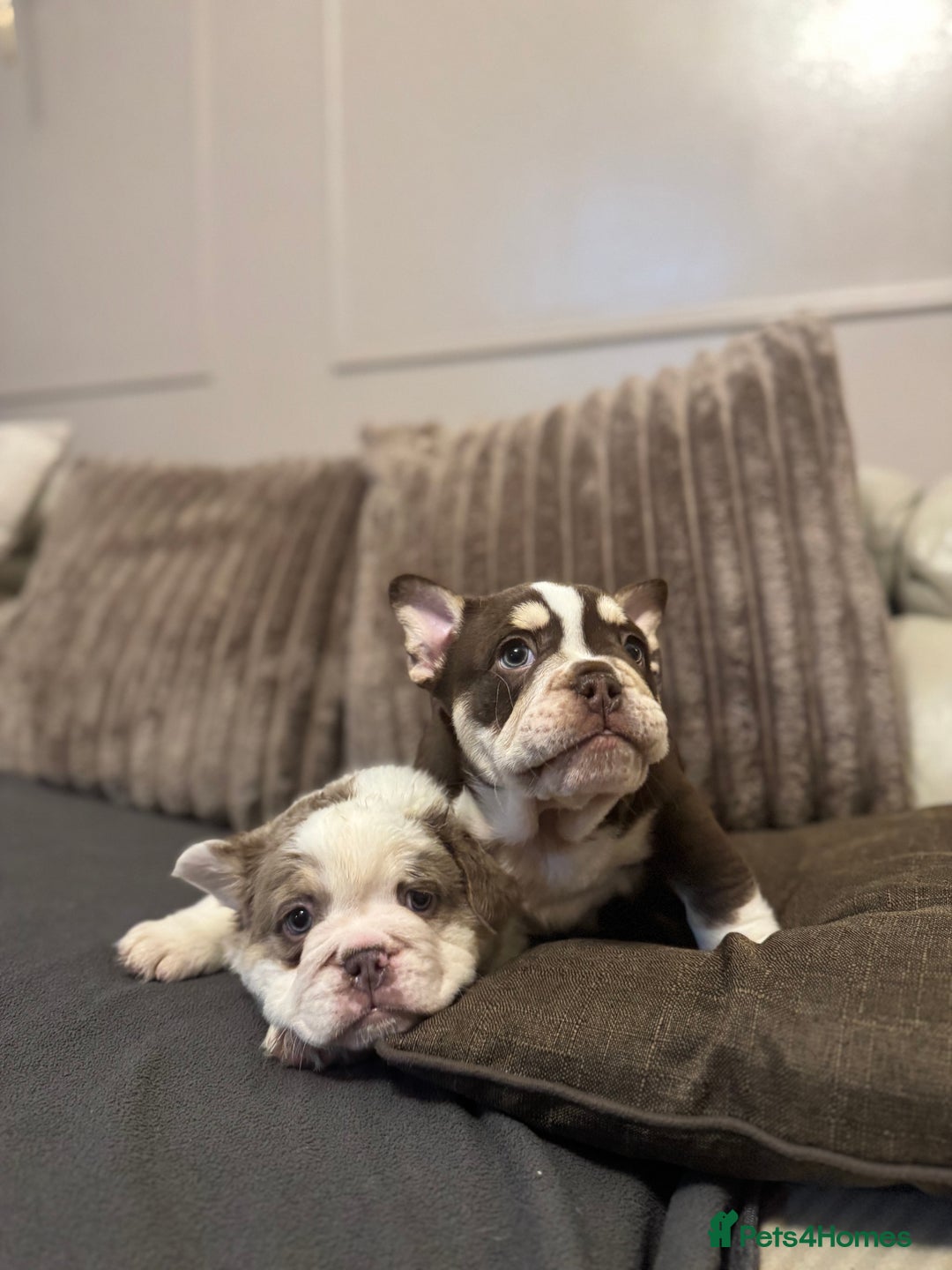 Mixed Breed dogs for sale: Bulldog puppies  - Advert 15