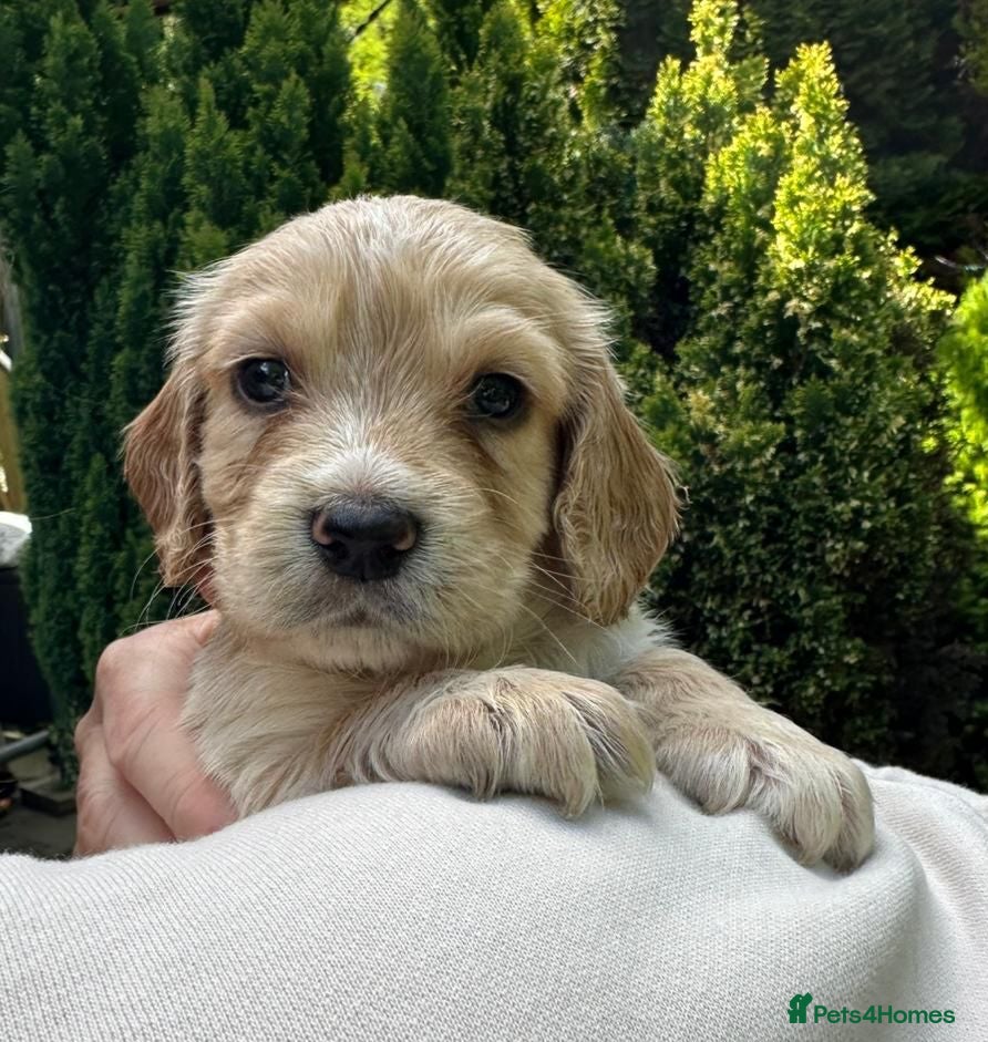 Cocker Spaniel dogs KC Working Cocker Pups Fully DNA Tested 70+FTCH - Advert 18