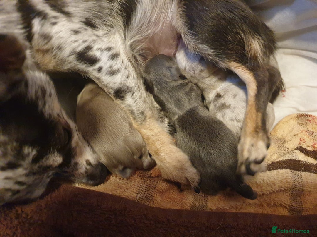 Chihuahua dogs for stud: Blue n tan small chihuahua stud carrying chocolate in Harpenden - Advert 6