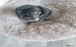 Mixed Breed dogs for sale: Frocker puppies for sale- ready to leave  - Image 3