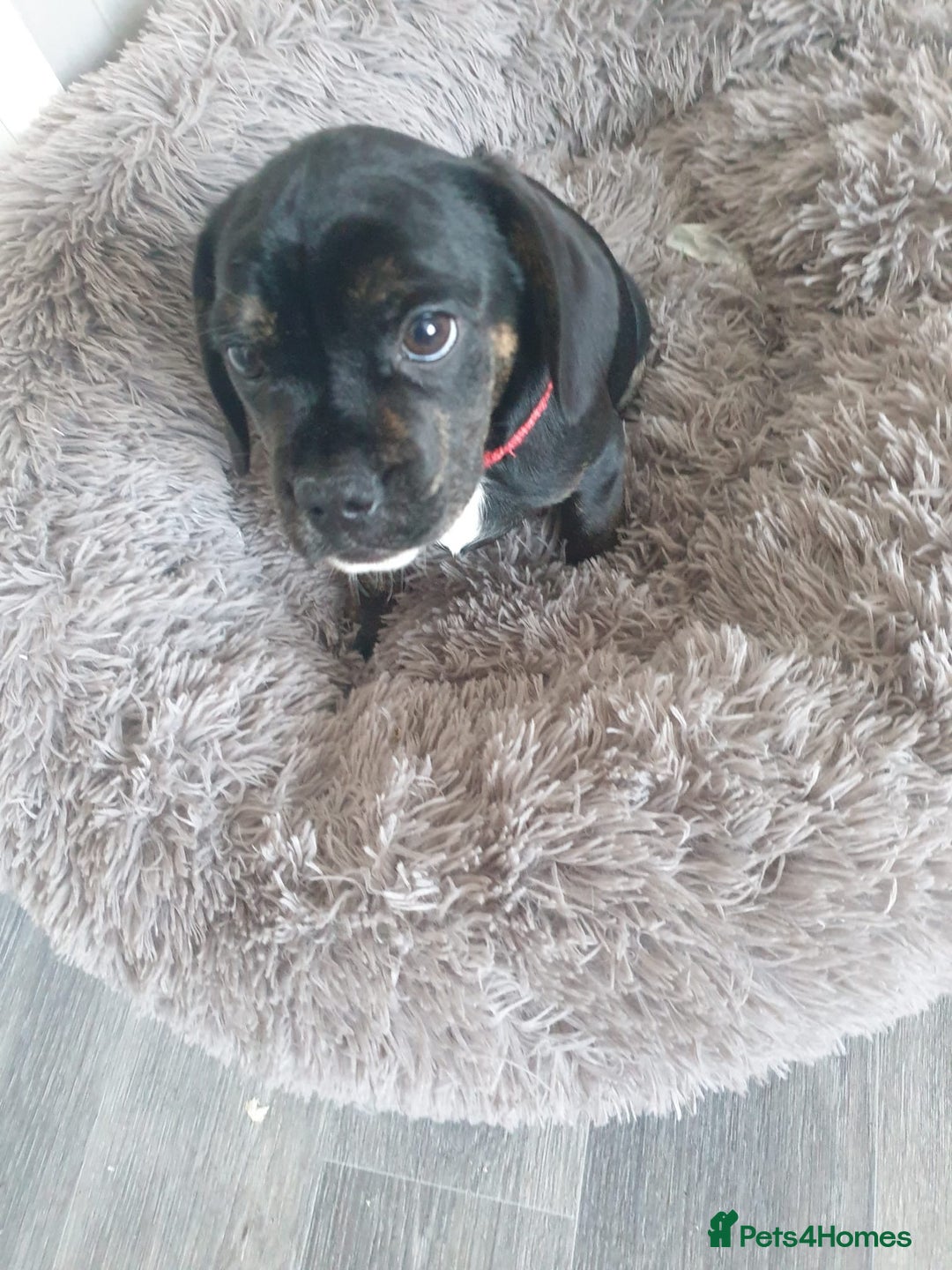 Mixed Breed dogs for sale: Frocker puppies for sale- ready to leave  - Image 3