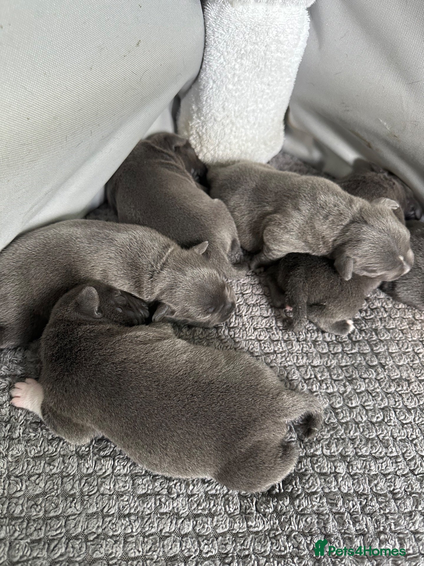 Staffordshire Bull Terrier dogs  KC Registered Blue Staffy Puppies - Advert 2