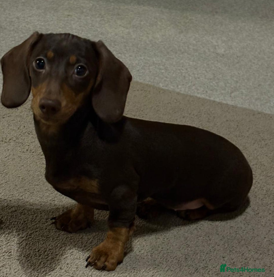 Miniature Dachshund dogs for sale: KC MINIATURE DACHSHUND  - Advert 2
