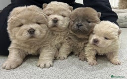 Chow Chow dogs for stud: outstanding chow chow stud in Wednesbury - Image 10