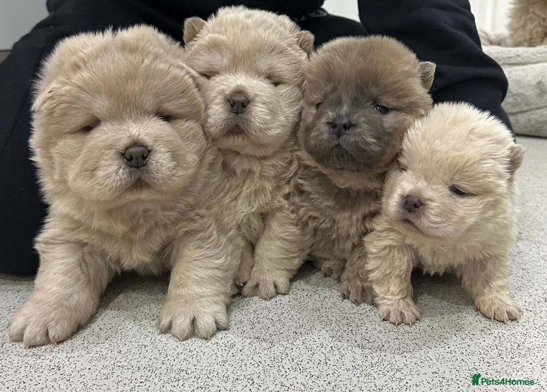 Chow Chow dogs for stud: outstanding chow chow stud in Wednesbury - Image 10