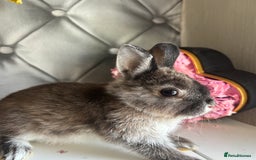 Netherland Dwarf rabbits for sale: Pure bred netherland dwarf babies  - Image 20