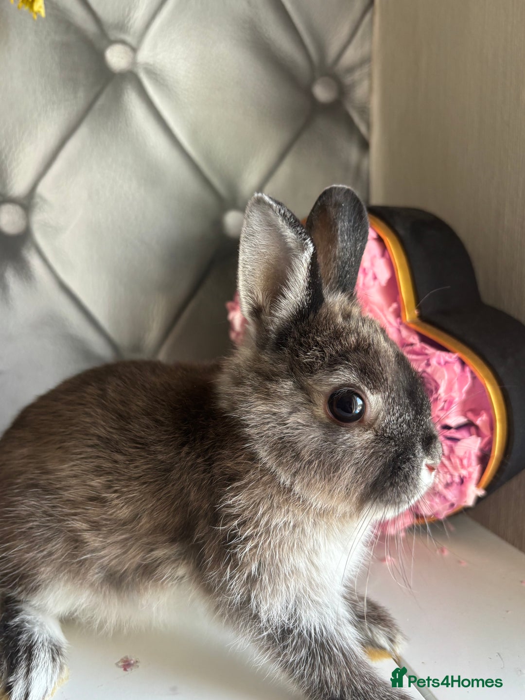Netherland Dwarf rabbits for sale: Pure bred netherland dwarf babies  - Image 20