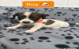 Jack Russell dogs for sale: Jack RussellxMini Dachshund ready to leave NOW 🏠 - Image 8