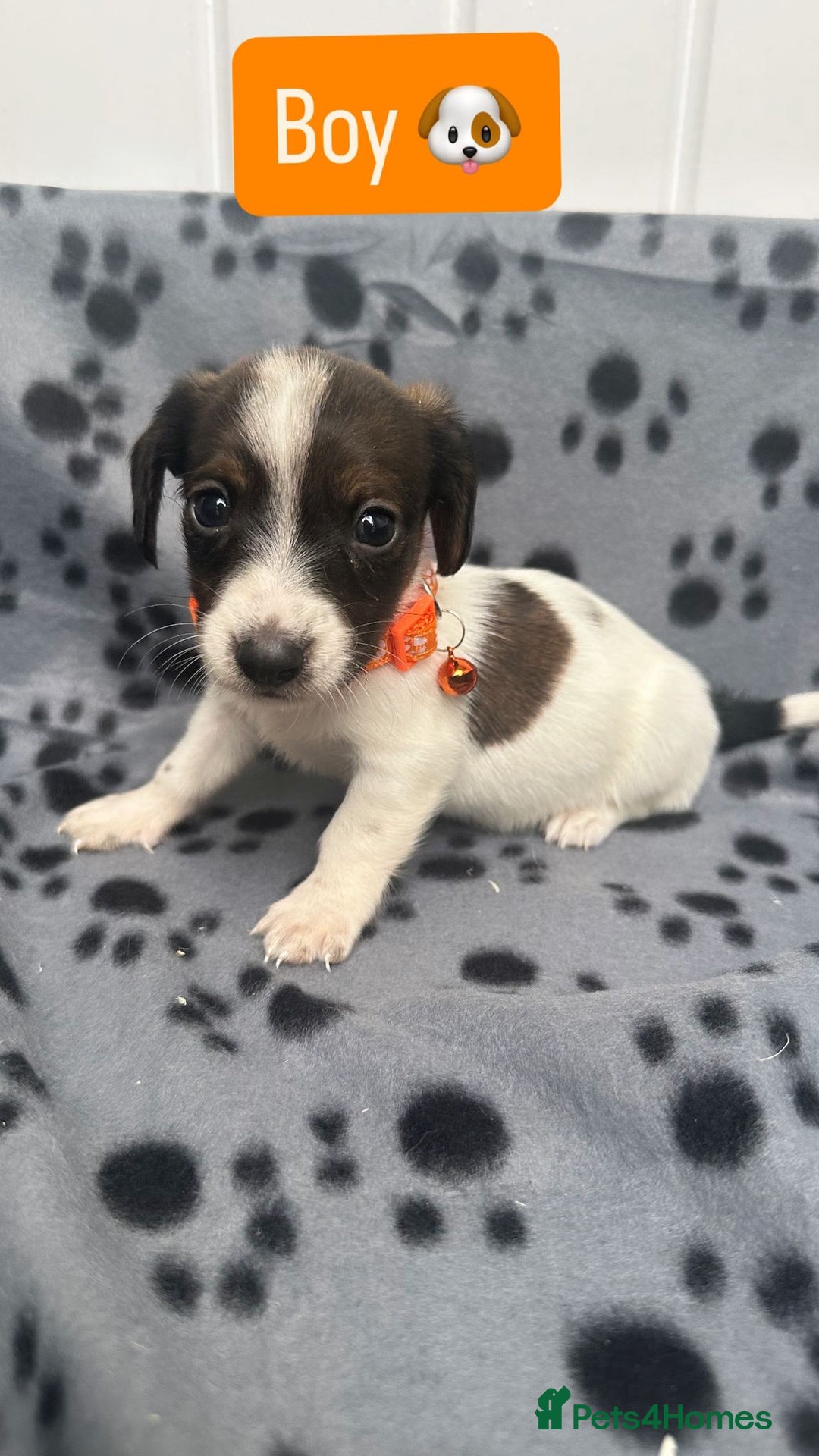 Jack Russell dogs for sale: Jack RussellxMini Dachshund ready to leave NOW 🏠 - Image 8