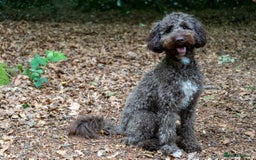 Miniature Poodle dogs for stud: MOYEN POODLE CROSS - IDEAL FOR DOODLE PUPPIES - Advert 1