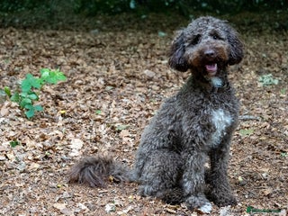 Miniature Poodle dogs MOYEN POODLE CROSS - IDEAL FOR DOODLE PUPPIES - Advert 3