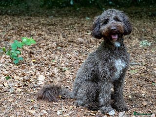 Miniature Poodle dogs MOYEN POODLE CROSS - IDEAL FOR DOODLE PUPPIES - Advert 10