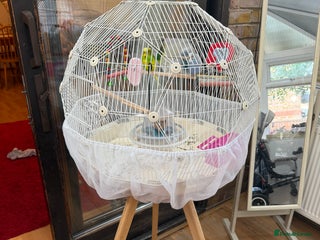 Budgerigars birds in London - Advert 1